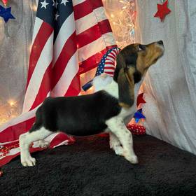 Beagle