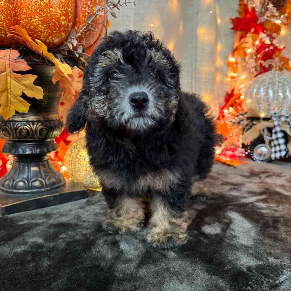 carousel pet images