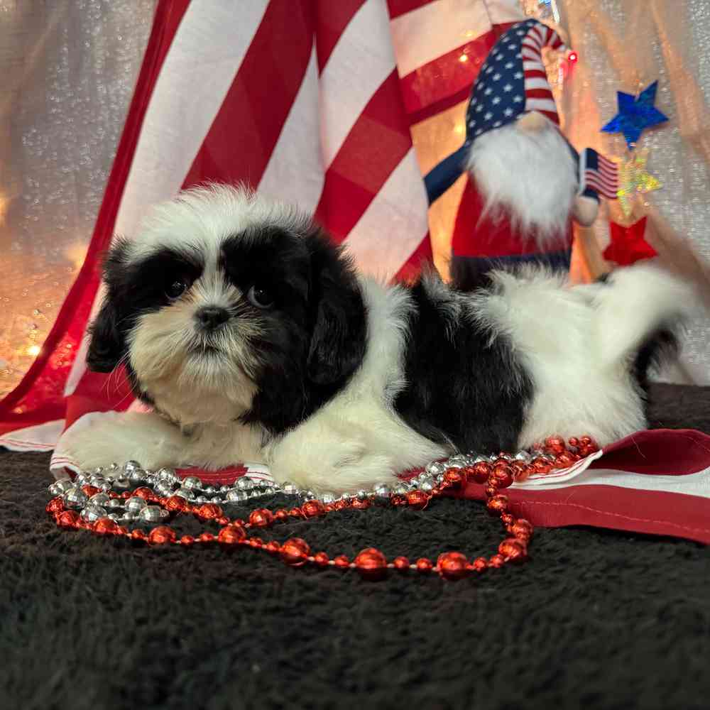 carousel pet images