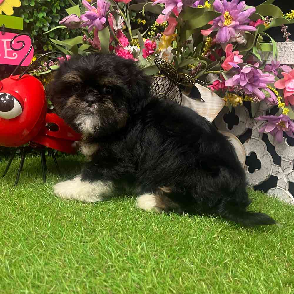 carousel pet images