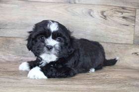 Lhasa Apso