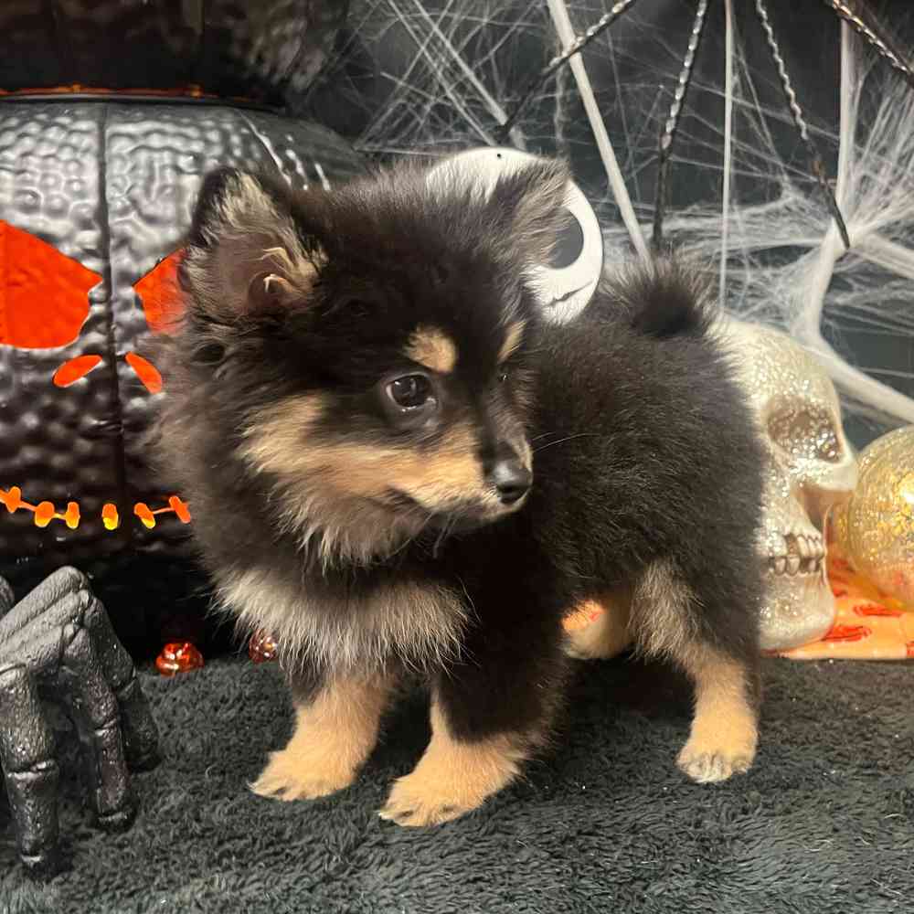 carousel pet images