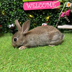 Mini Rex Mix
