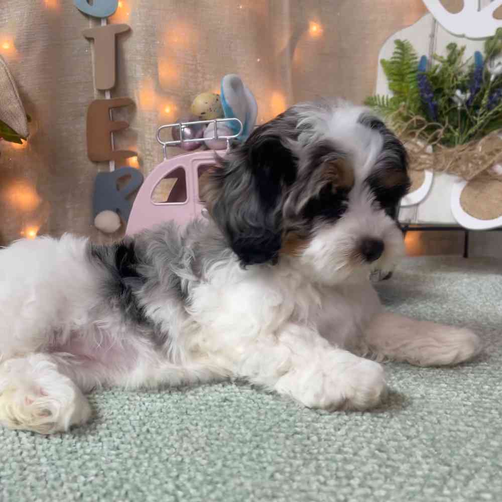 carousel pet images