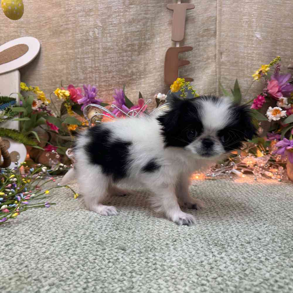 carousel pet images
