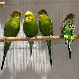 Parakeet