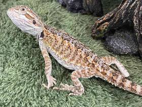 Bearded Dragon