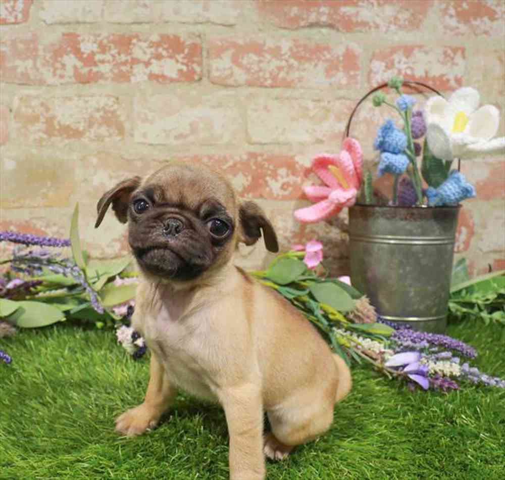 carousel pet images