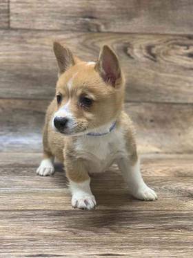 Pembroke Welsh Corgi