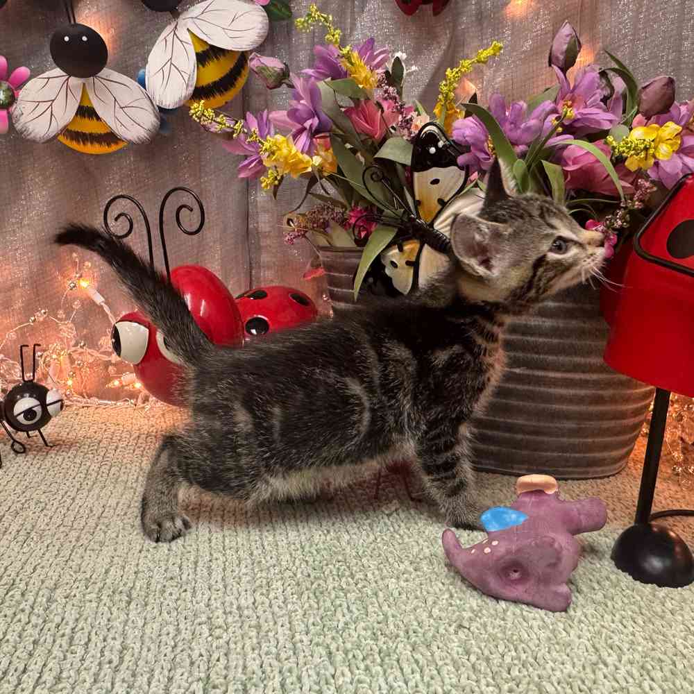 Image of a pet breed in the gallery