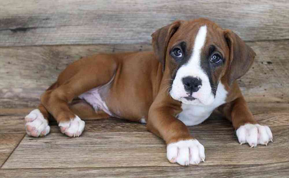 carousel pet images