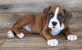 Boxer