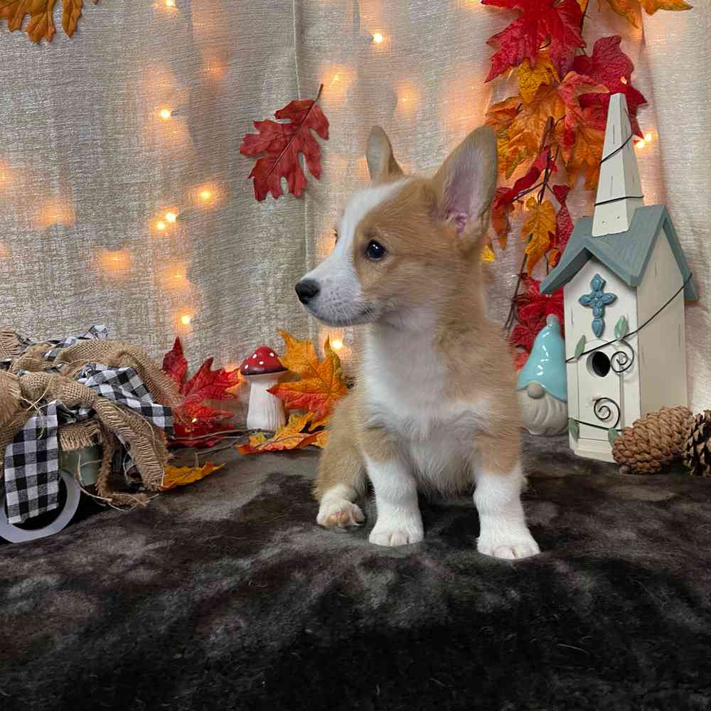 carousel pet images