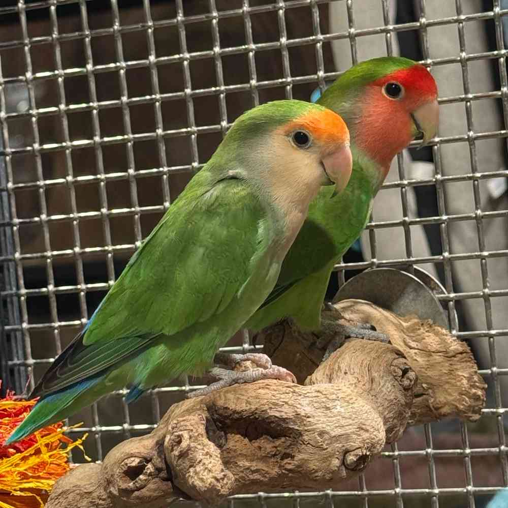 carousel pet images