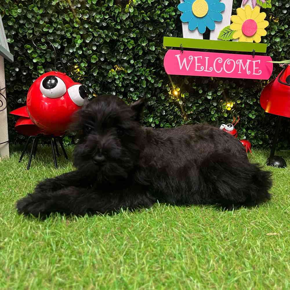 carousel pet images