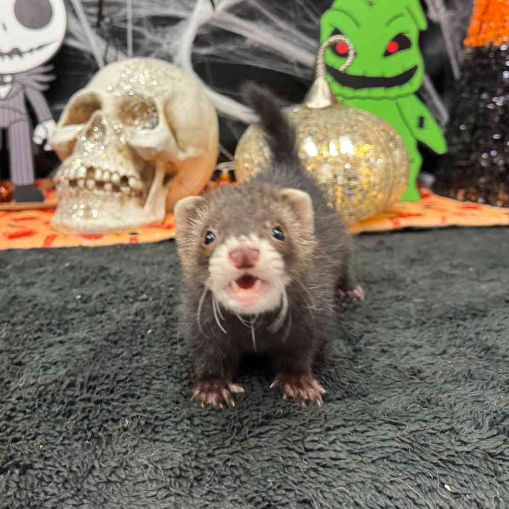 carousel pet images