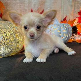 Chihuahua