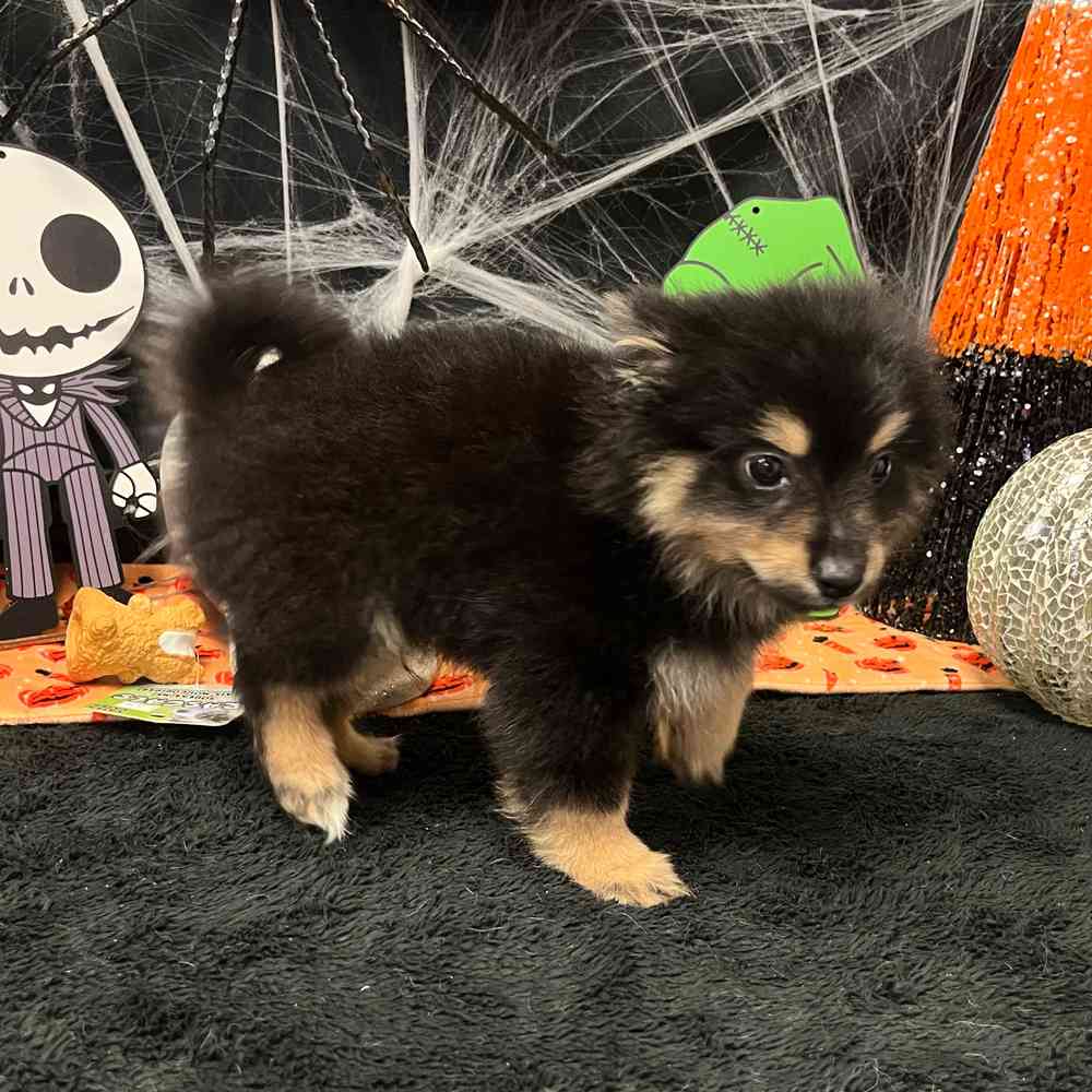 carousel pet images
