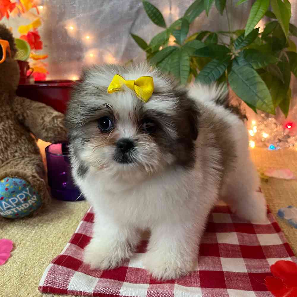 carousel pet images
