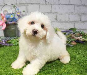 Bichon