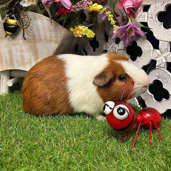 Adoption Guinea Pig