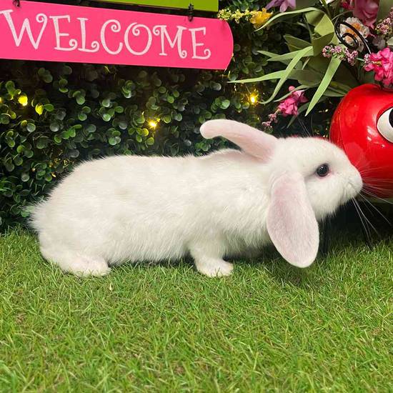 Flemish Giant Holland Lop Mix