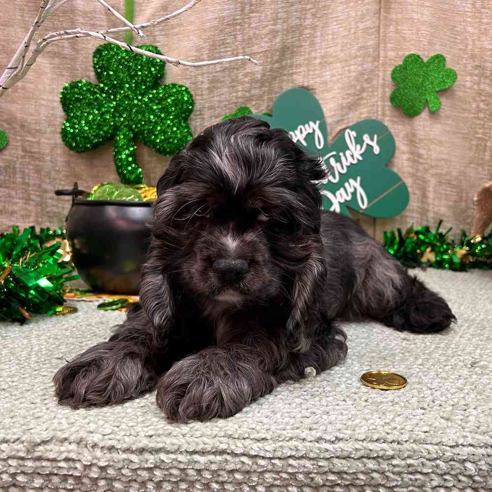 carousel pet images