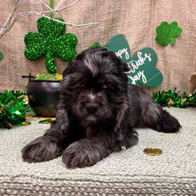 Cocker Spaniel