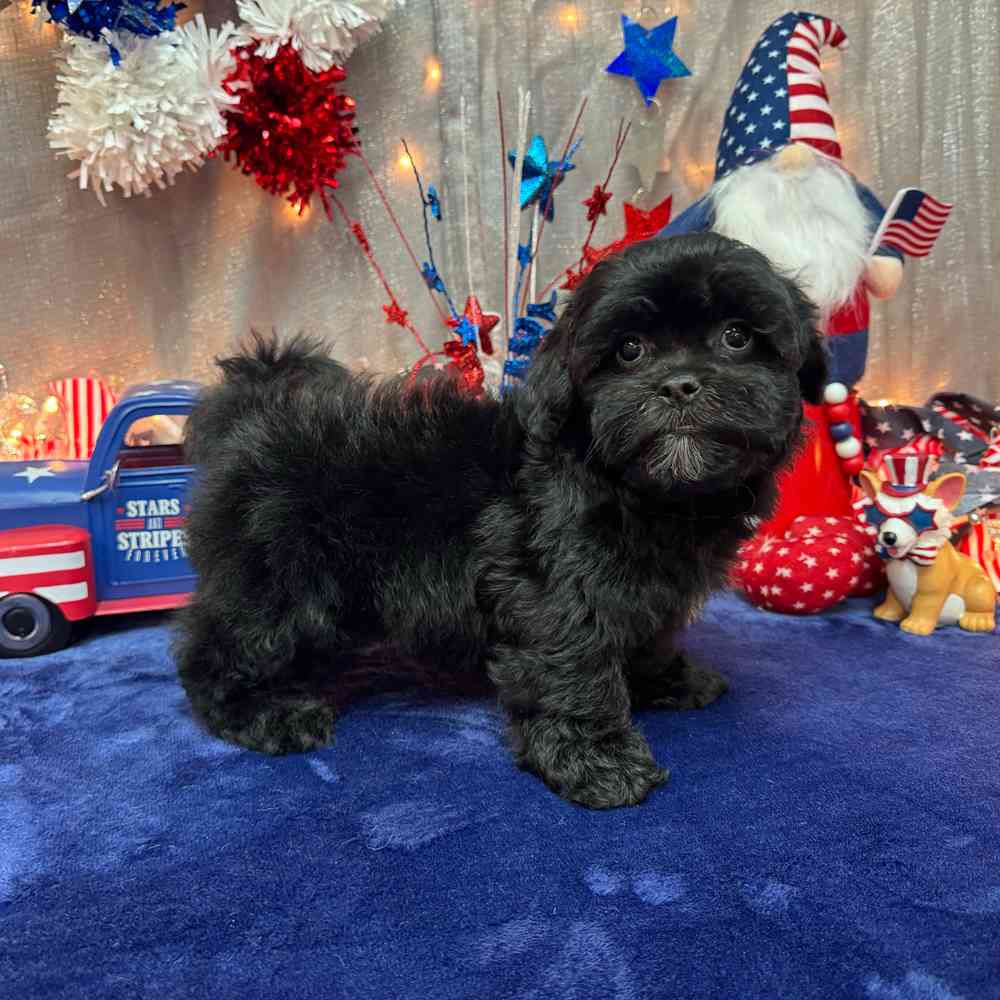 carousel pet images