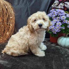 Cockapoo