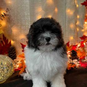 Havanese