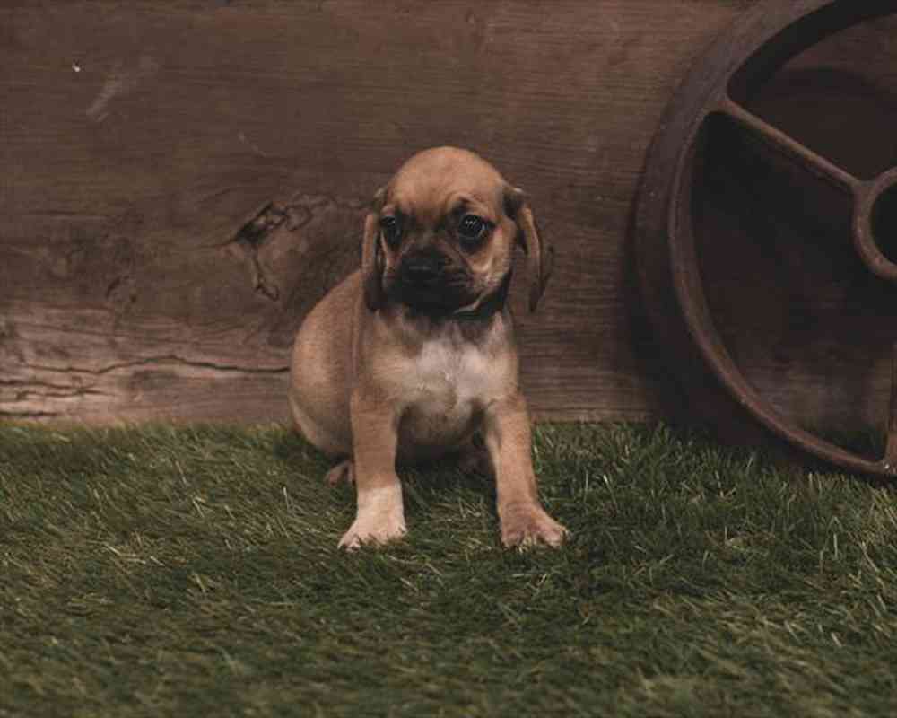 carousel pet images