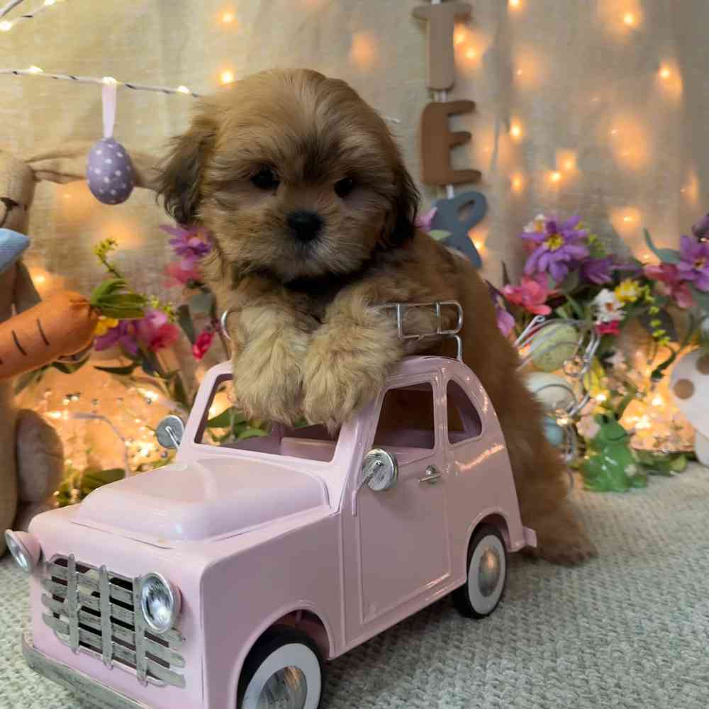 carousel pet images