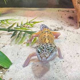 Leopard Gecko