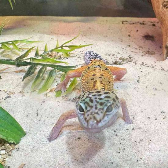 Leopard Gecko