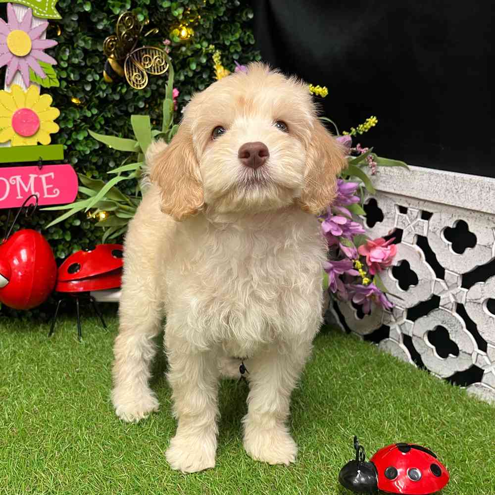 carousel pet images