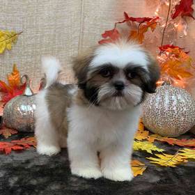 Lhasa Apso