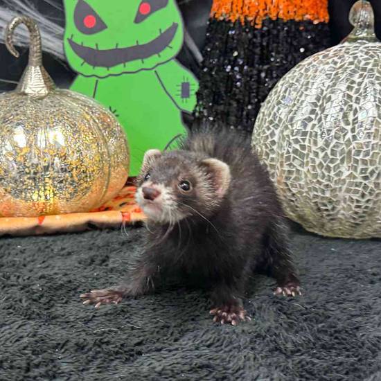 Ferret