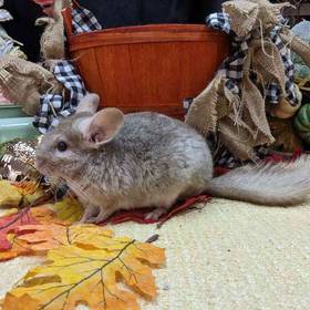 Chinchilla