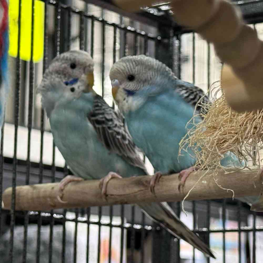 carousel pet images