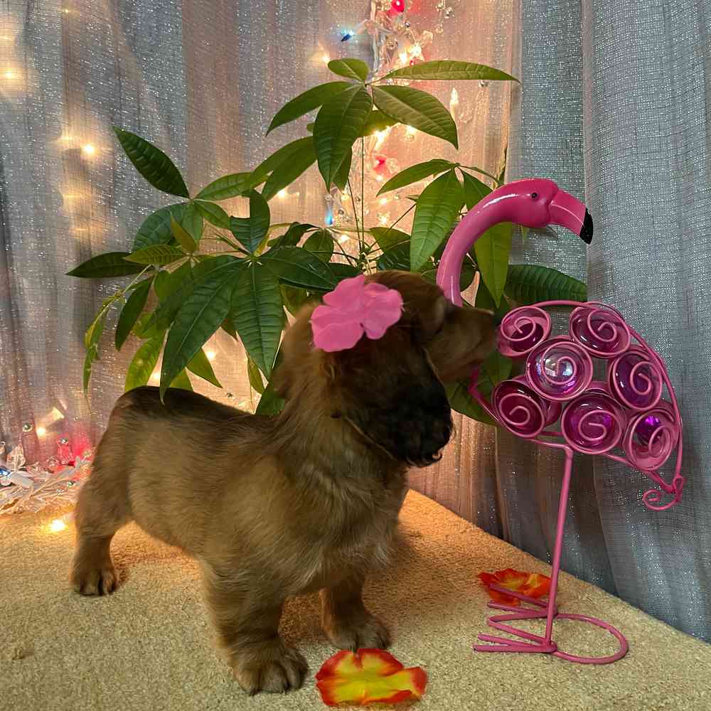 carousel pet images