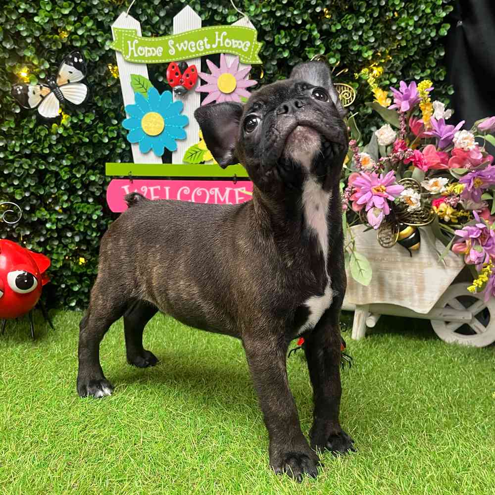 carousel pet images