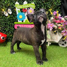 Frenchton