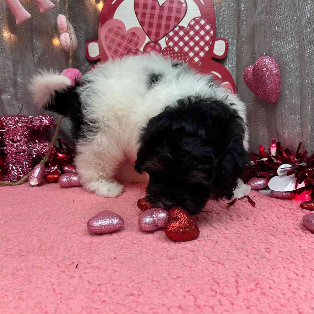 carousel pet images