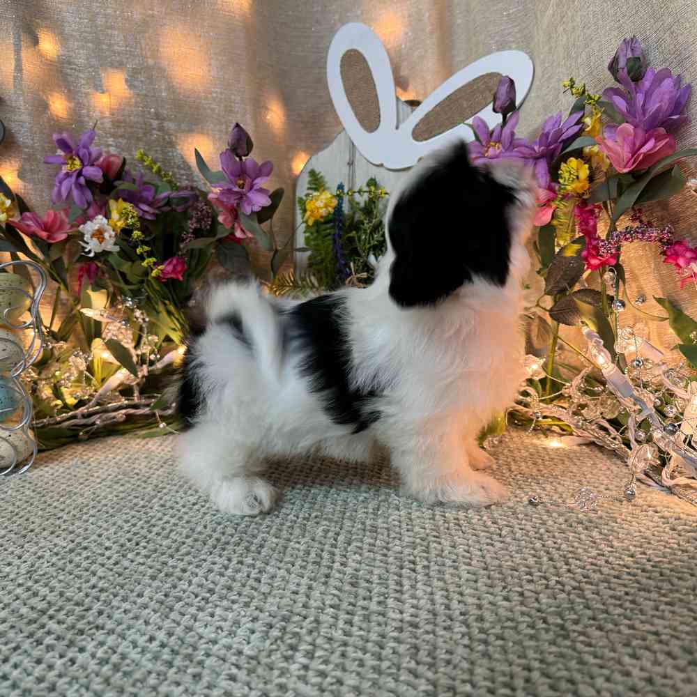 carousel pet images