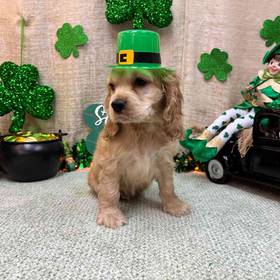Cocker Spaniel
