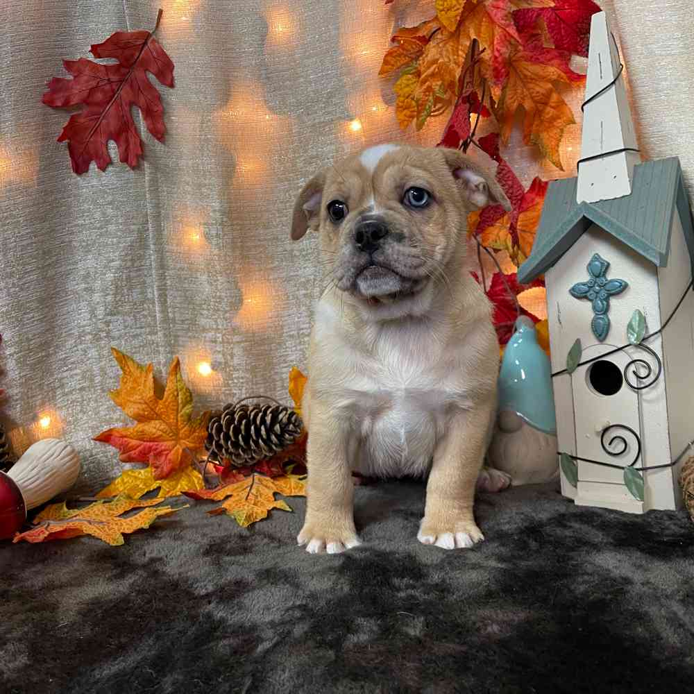 carousel pet images
