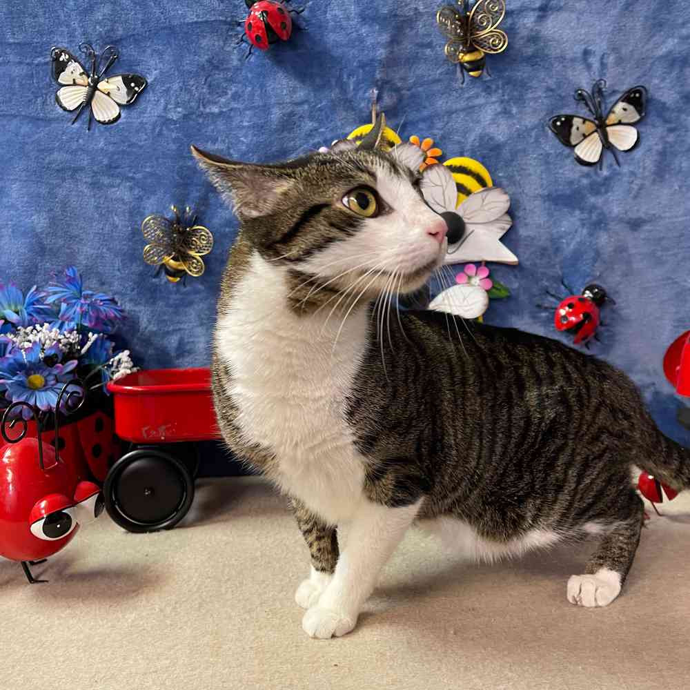 carousel pet images