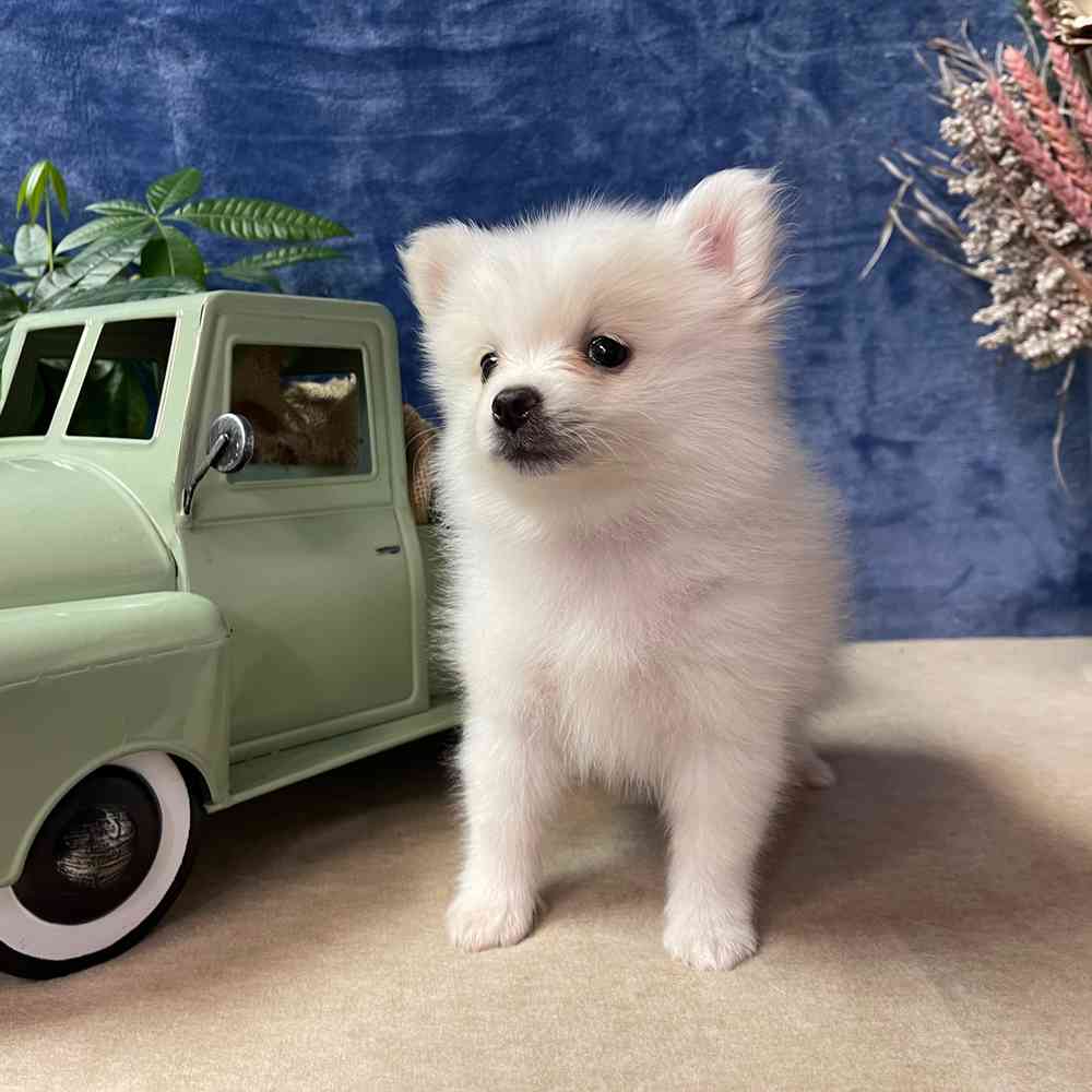carousel pet images