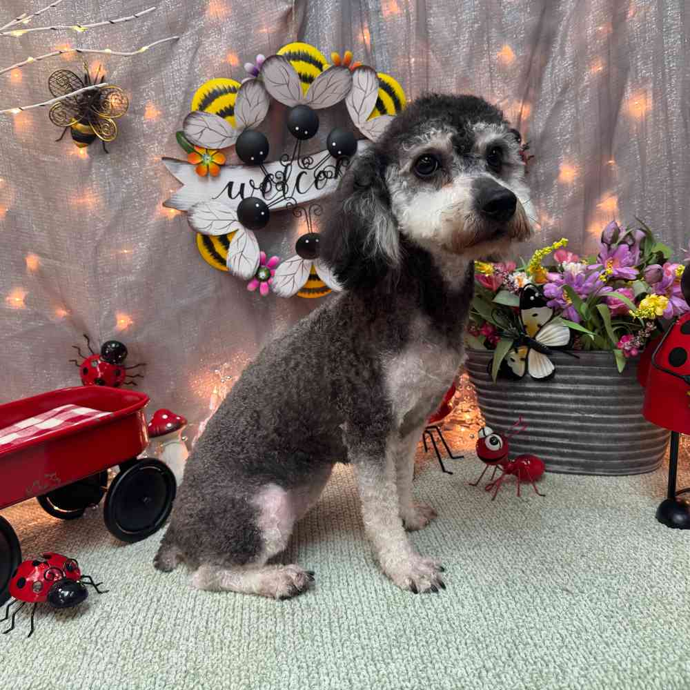 carousel pet images